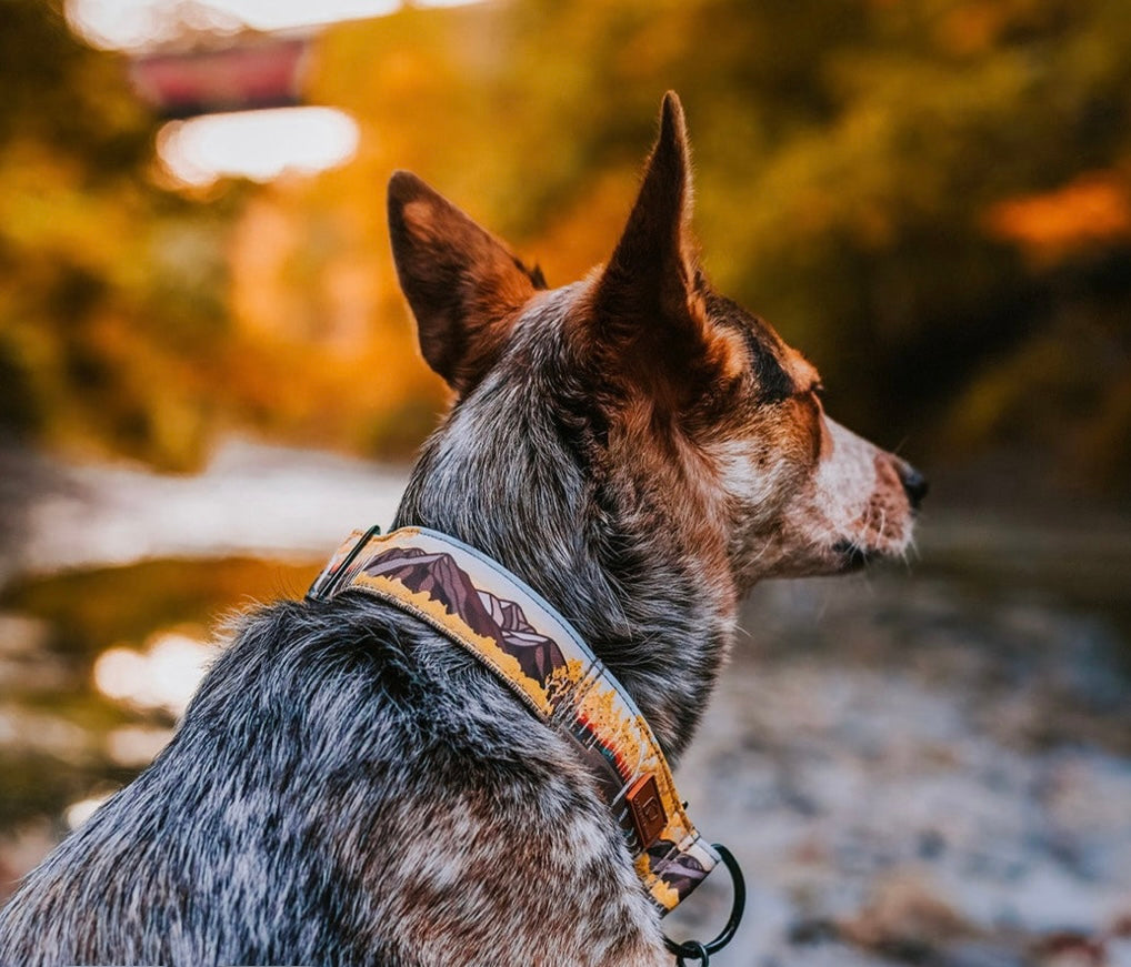 COLLARS-LEASHES-HARNESSES-BACKPACKS